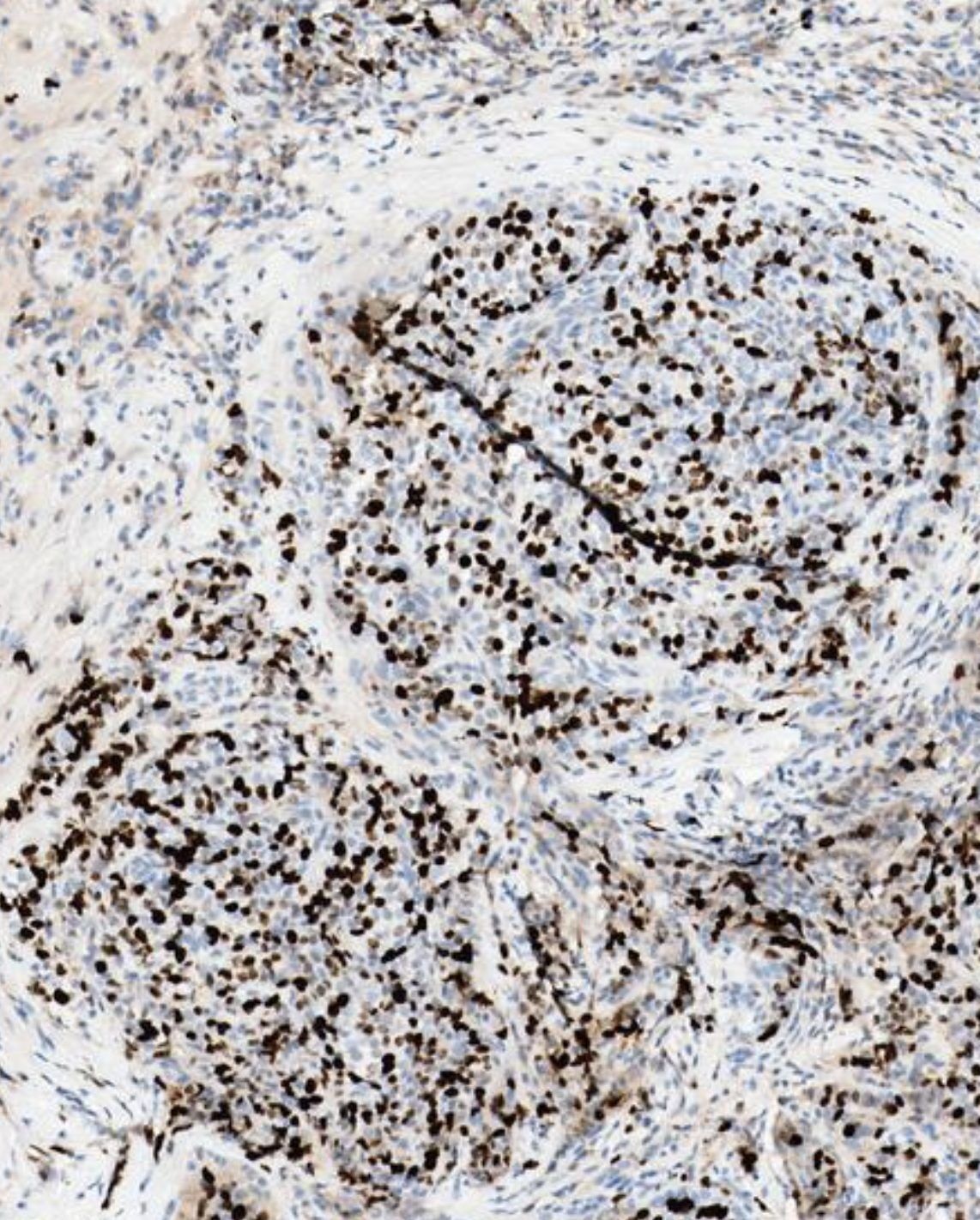 Histology tissue at cellular scale
