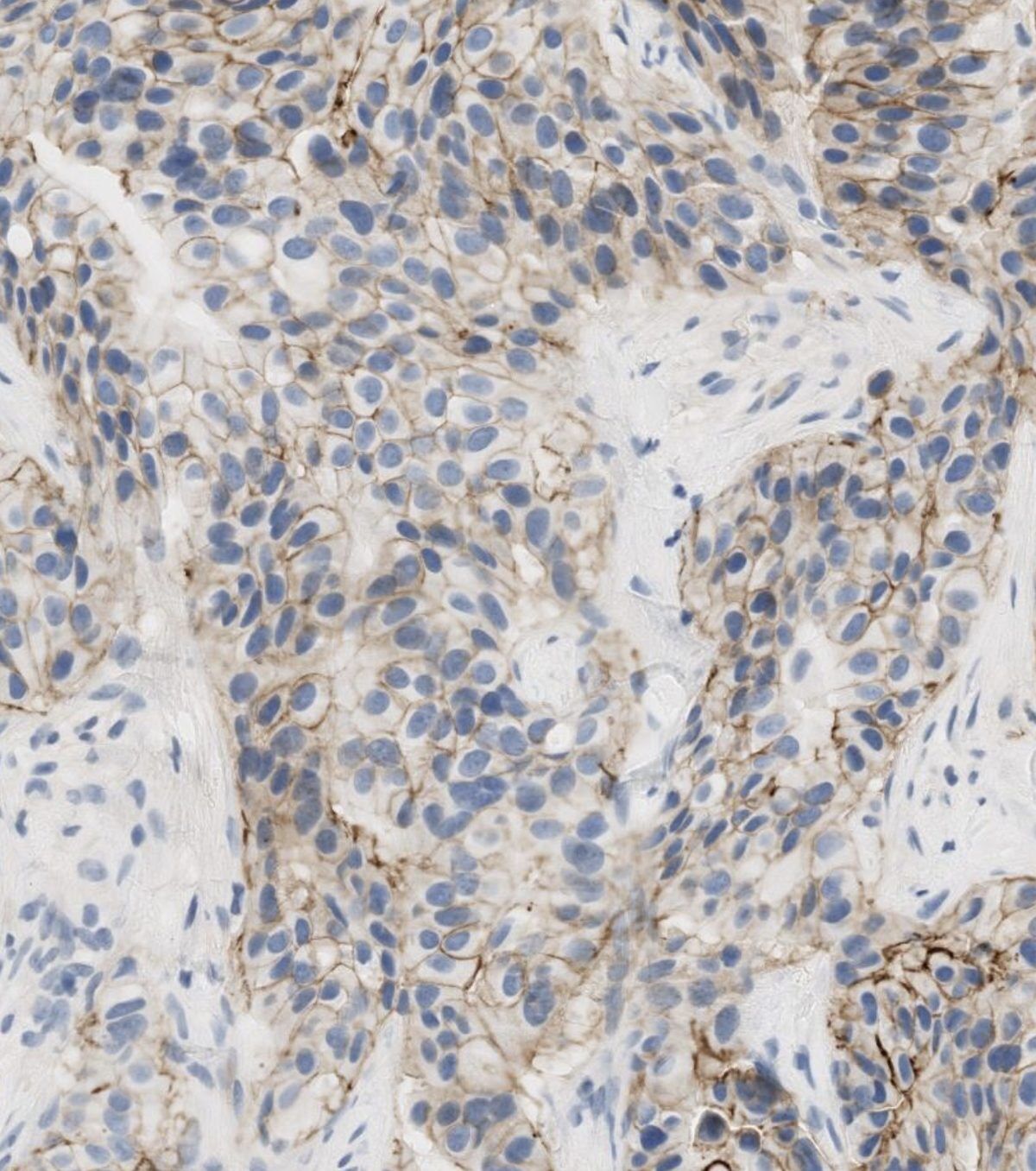 Histology tissue at cellular scale
