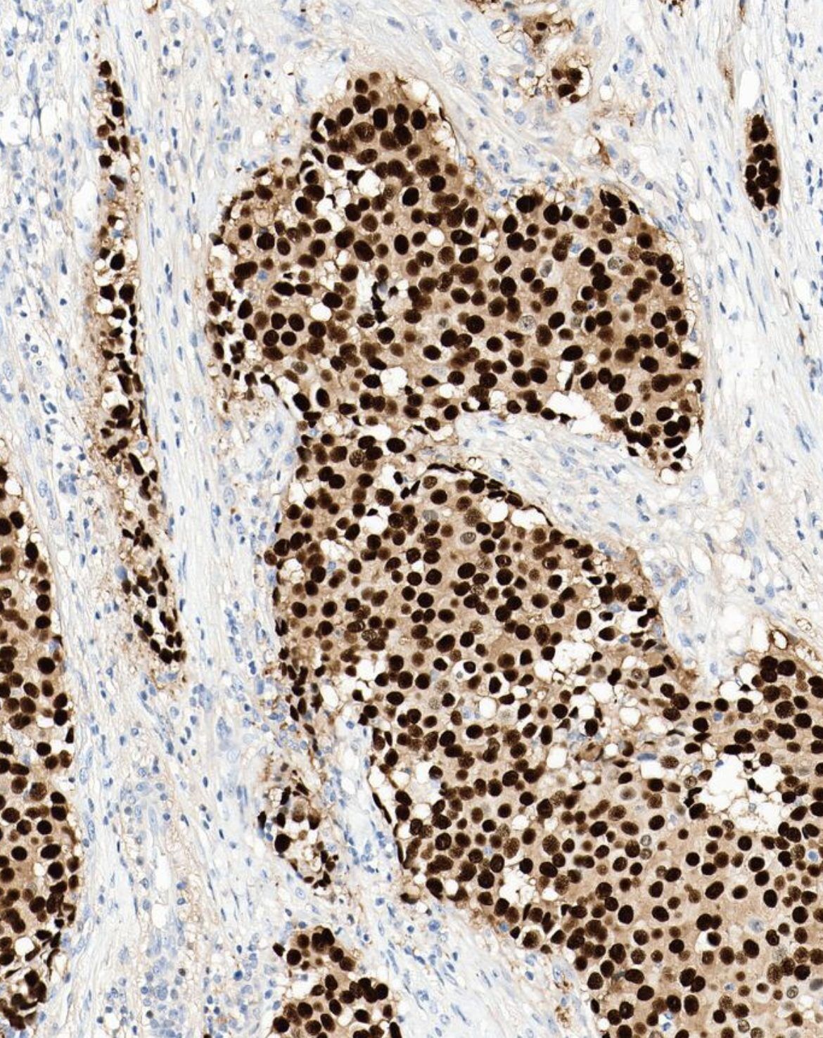 Histology tissue at cellular scale