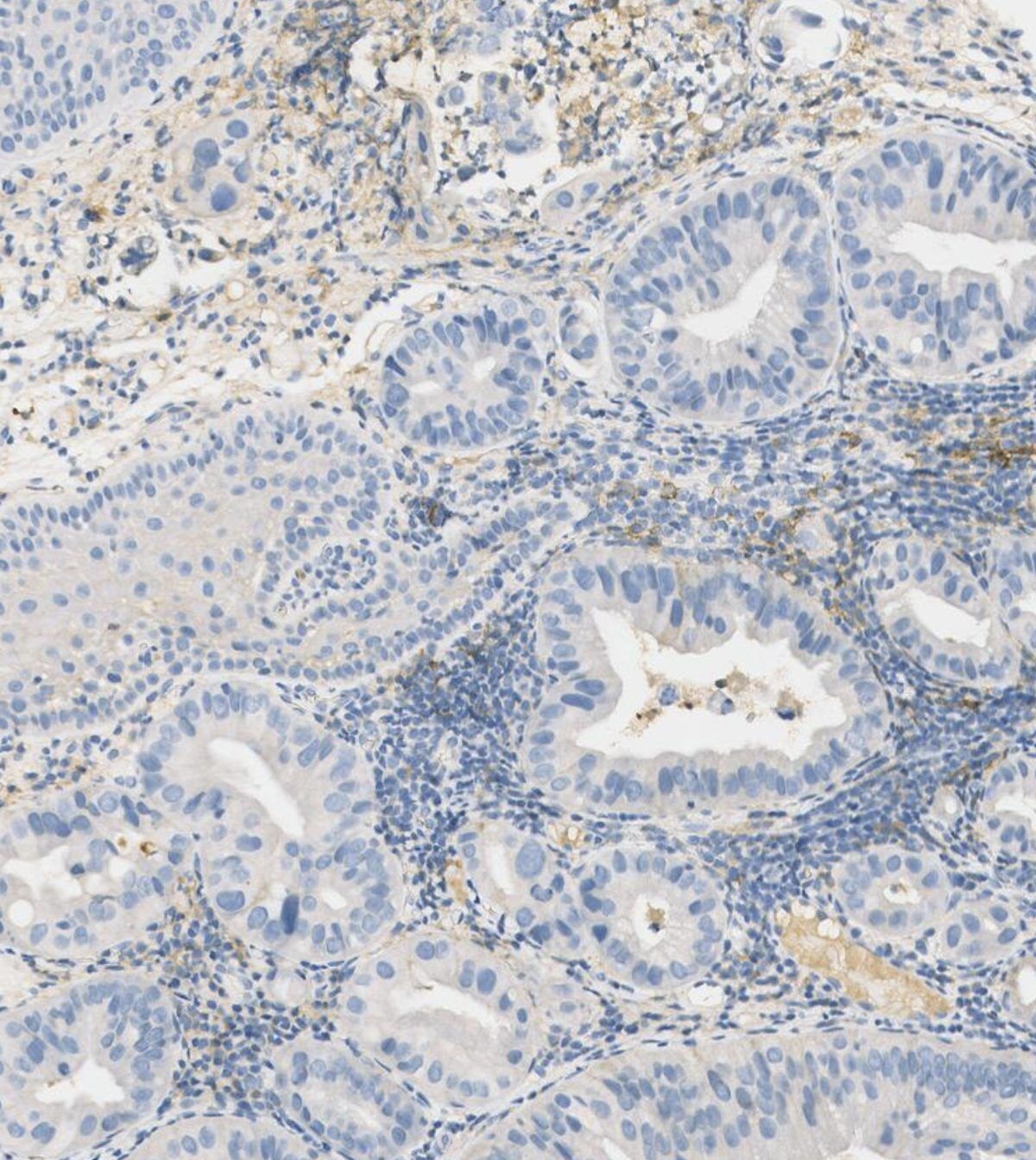 Histology tissue at cellular scale