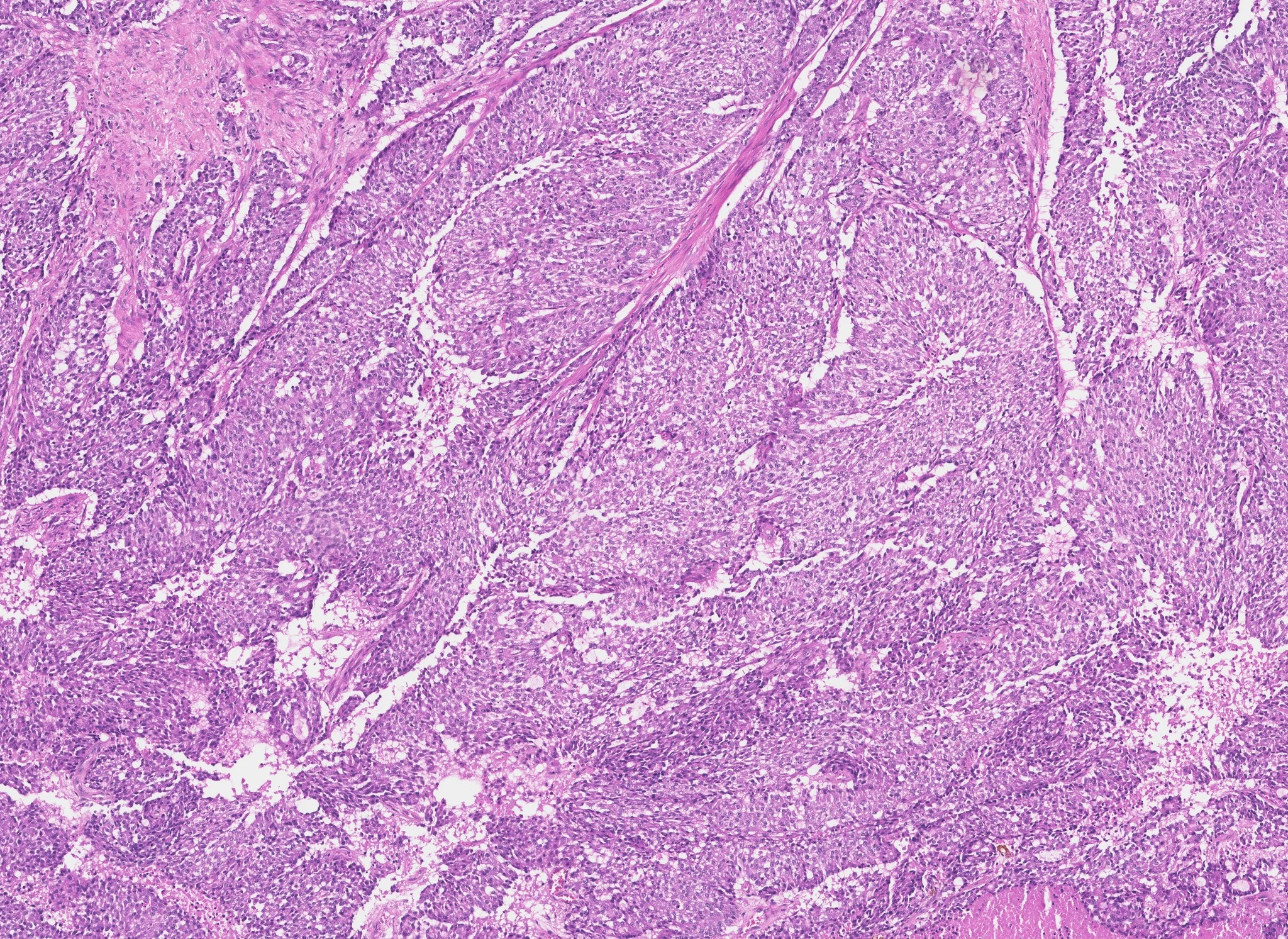 Histology tissue at cellular scale