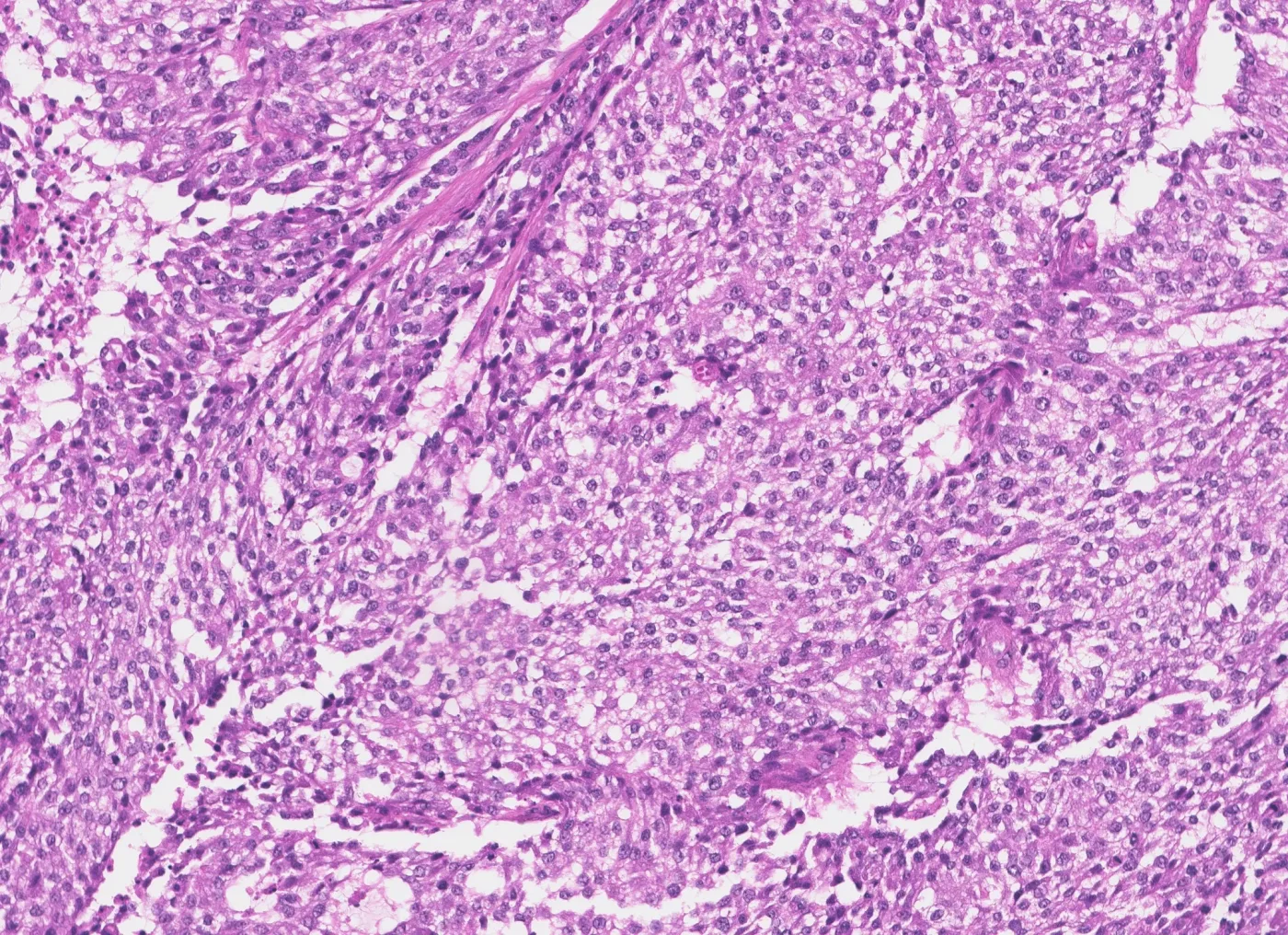 Histology detail submitted for review